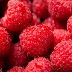Malina červená, remontantná (Rubus idaeus) ´HÉRITAGE´ - výška 10-20 cm, kont. P13